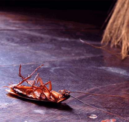 Zero In Roach Ant Killer Case Of 12 Aerosols State