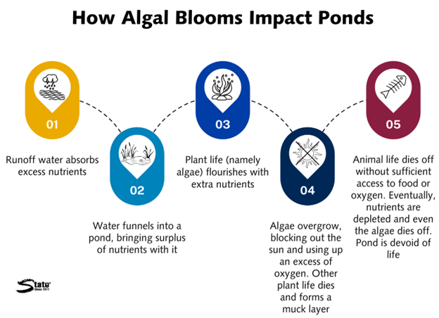 Pond health issues infographic