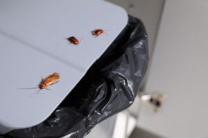 Dead cockroaches on white surface near black garbage bag