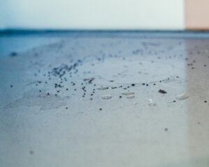 Ant trail on light blue concrete floor near wall baseboard