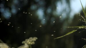 Small particles or insects floating in air with blurred green foliage in background