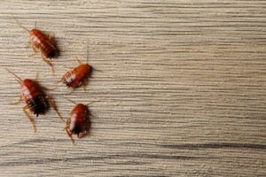 Four dead cockroaches on a light wood surface