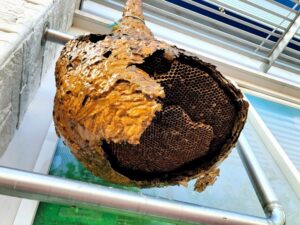 Large exposed wasp nest with papery tan layers attached to white metal window blinds