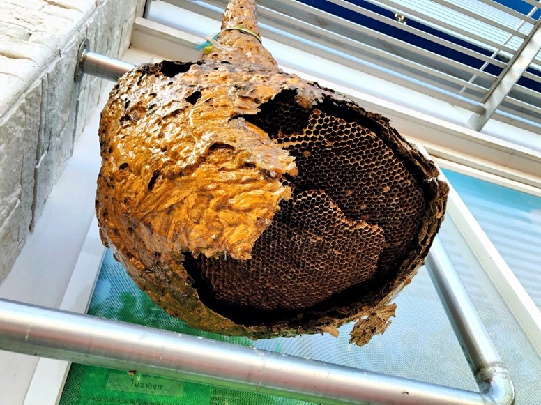 Large exposed wasp nest with papery tan layers attached to white metal window blinds