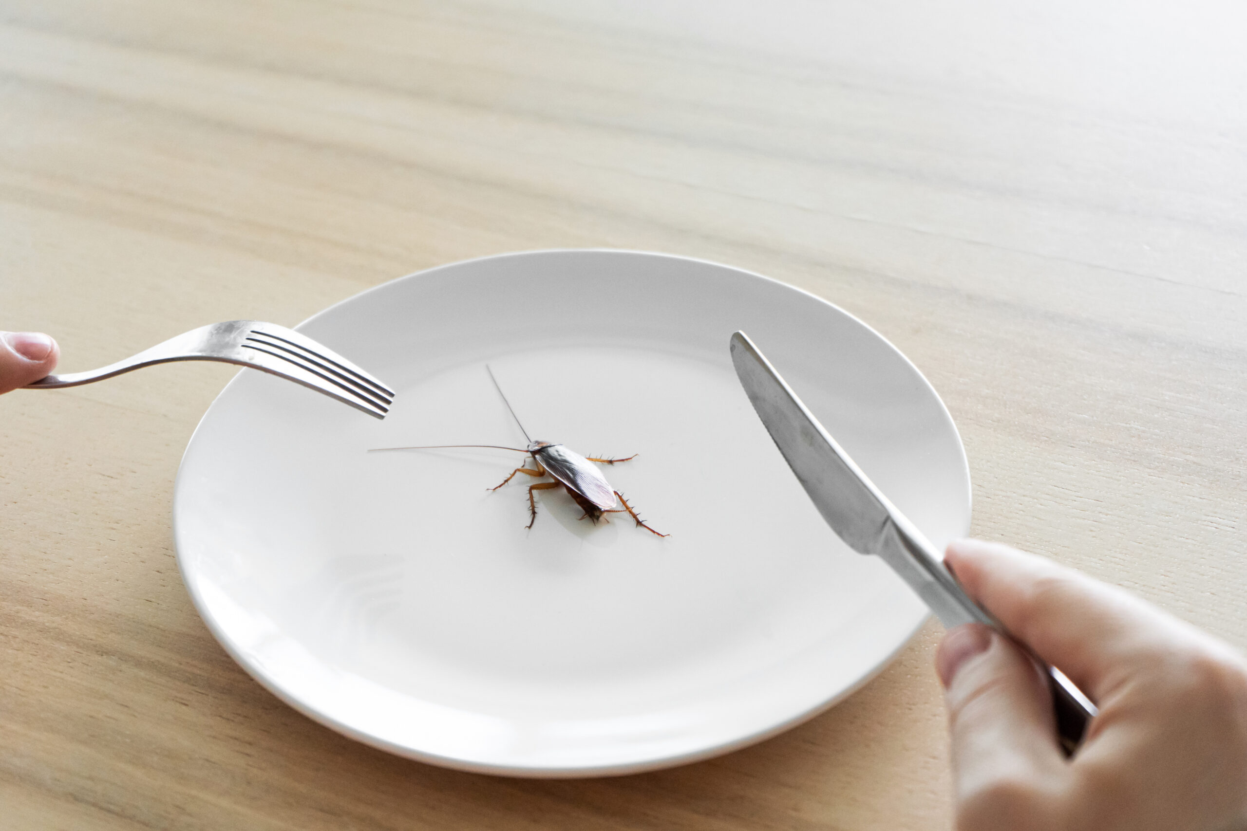 Cockroach on plate as a person with knife and fork hovers over it.